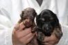ミニチュアダックスのチョコタンオスとブラックタンメスの子犬、生後3