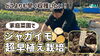 「【湯たんぽ効果で地温上昇】まだ１月なのに「超・浅植えジャガイモ栽培」タネのハシモト」