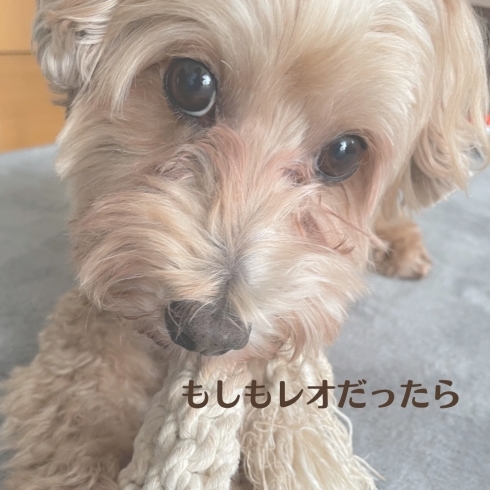 「もしも私が犬だったら」