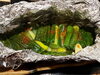 葉玉葱のホイル焼き「葉玉葱のホイル焼き」