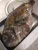 ごっこを調理いたします。「冬限定の布袋魚」