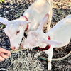 「沢山の動物と触れ合うことができる…！？　富津で犬と一緒に宿泊なら【和心村】」