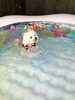 クレアちゃんバシャバシャ🐠「ましゅまろプール🏖」