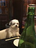 看板犬見習いの小鉄（マルチーズ×チワワの混血）です「看板犬」