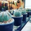 カッコいいオベサが入荷しました！　八王子の多肉植物ならヴァンベール