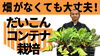 「【湯たんぽ効果で地温上昇】まだ１月なのに「超・浅植えジャガイモ栽培」タネのハシモト」
