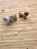 ごあいさつ中〜「ましゅまろ幼稚園　Ⅱ」