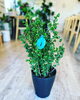 「観葉植物入荷しました」