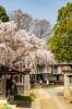 埼玉県坂戸市にある慈眼寺のしだれ桜（じげんじのしだれざくら）の桜の紹介。お花見スポット・開花時期・駐車場情報・アクセス。