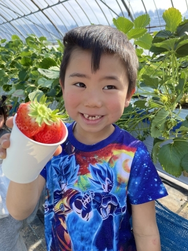 いちご狩り「オススメ穴場スポット！！」