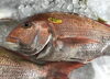 「魚魚市場鮮魚コーナーおすすめは天然鯛・カレイ」です♪」