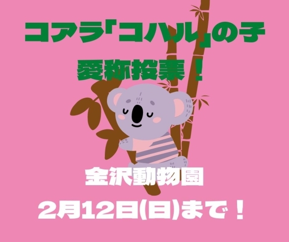 「2月12日(日)まで☆コアラ「コハル」の子の愛称投票！【金沢区・金沢動物園】」