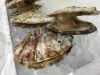 「魚魚市場鮮魚コーナーおすすめは「北海道産ホタテ」です♪」