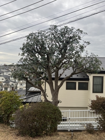 モッコク剪定後「モサモサの樹木も剪定で綺麗に。横浜市磯子区、金沢区、植木、造園、剪定のご相談は庭一」