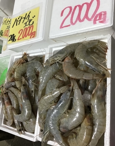 「魚魚市場鮮魚コーナーおすすめは「バナメイエビ」です」