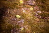 ふきのとう「これから旬を迎える山菜　フキノトウの栄養素」