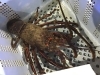「魚魚市場鮮魚コーナーおすすめは「サバ・イトヨリ」です♪」
