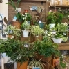 「観葉植物値下げしました」