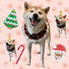 「Dog salon mofu mofu　余市町」