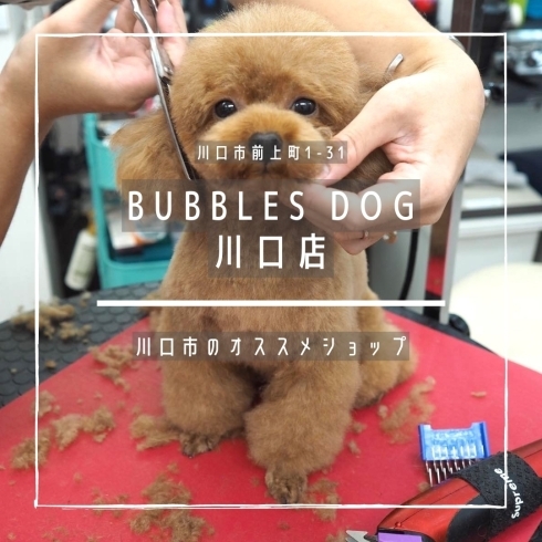 「BUBBLES DOG川口店【まいぷれ川口掲載店のご紹介】」