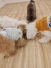 新しいノーズワーク　ちょっと難しい　笑「ましゅまろ幼稚園　Ⅱ」