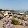 花見山鳴門