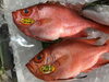 「魚魚市場鮮魚コーナーおすすめは「チカメキントキ」です♪」