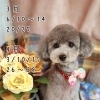 3月～4月の定休日★可愛くカット★新潟市トリミングサロン♪★HappyTail