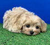 眠たそうな表情も愛おしいですね(^▽^)「お渡しさせていただきました(^▽^)」