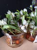 花びらの形が特徴的でエレガントなのにかわいらしい！「球根付きチューリップ」