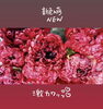 ラナンキュラス！「ワクワク春の花」