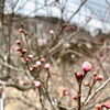 「道の駅木曽福島 梅の蕾が膨らみはじめました！」