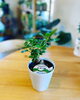 「観葉植物入荷しました」