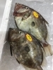 「魚魚市場鮮魚コーナーおすすめは「ヒラメ」です♪」
