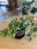 「観葉植物入荷しました」