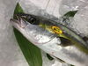 「魚魚市場鮮魚コーナーおすすめは「アジ」です♪」