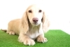 ミニチュアダックス子犬情報 | BERUZE DACHS（ベルゼダックス