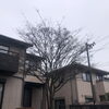 猪名川町でヤマボウシの剪定をしました