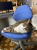 オーちゃんです「猫の日です」