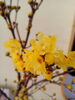蝋梅「お客様から蝋梅の花をいただきました！」