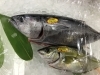 「魚魚市場鮮魚コーナーおすすめは「地タコ」です♪」