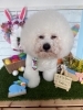 ビションフリーゼ　カット「🐶ビションフリーゼ、チワワ、ポメラニアン、トリミングのお友達🐣」