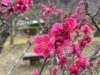 「春を探しに・・・【2023年2月23日　四国中央市編】」