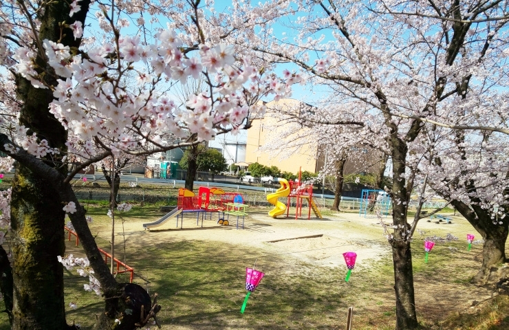 気噴公園のさくら、とてもきれいですよ～♪「春はワクワク♪　2023年は桜の開花が平年よりちょっと早め！？　地元でお花見、桜（さくら）スポット情報公開中！」