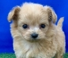 リアンでは一番ご依頼の多いミックス犬です(^▽^)「お渡しさせていただきました(^▽^)」
