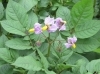 野菜の花 ジャガイモ 楽農だより さやまルシェ 狭山市