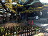 「100本以上の日本酒を松に注ぐ！柴又帝釈天☆東京都指定天然記念物『瑞竜の松（ずいりゅうのまつ）』への寒肥（かんぴ）が行われました♪［2023年2月25日(土）10時］」