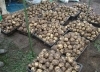 野菜の花 ジャガイモ 楽農だより さやまルシェ 狭山市