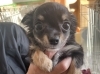 ４ヶ月になるチワワ、看板犬デビュー「去年並みの雪」