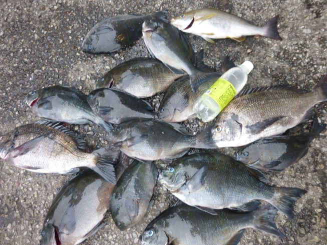 串間沖磯にてメジナ多数、チヌ２枚、イサキ１枚「先週までの釣り情報です！【宮崎市】【日南市】【釣り】【釣り情報】」